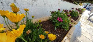 Εξωραϊσμός αυλής-κήπου 